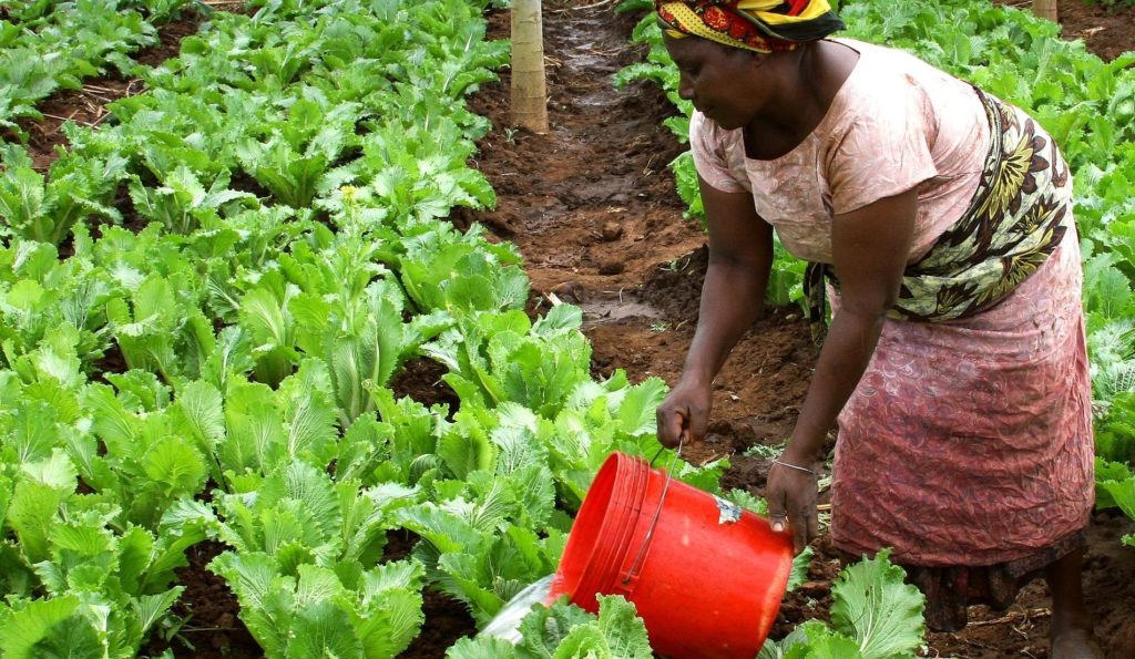 Agribusiness au Burundi : les enjeux des jeunes