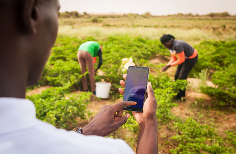 Le manque de données agricoles : obstacle à l’agribusiness des jeunes